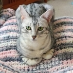 Whiskey Grace an Egyptian Mau