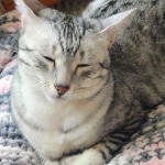 Whiskey Grace an Egyptian Mau