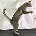 Winter, Egyptian Mau, silver Female
