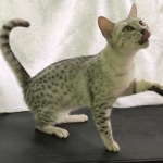 Winter, Egyptian Mau, silver Female