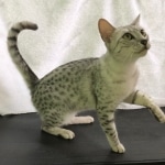 Winter, Egyptian Mau, silver Female