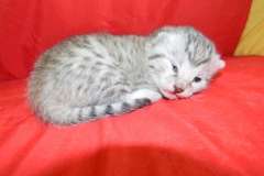 Cleo Egyptian Mau Light Silver Female Robin DOB 5/7/15