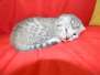 Cleo Egyptian Mau Light Silver Female Robin DOB 5/7/15