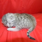 Egyptian Mau Light Silver female DOB 5-7-15