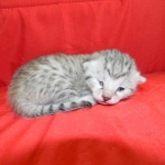 Egyptian Mau Light Silver female DOB 5-7-15