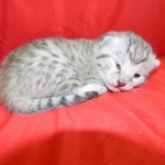 Egyptian Mau Light Silver female DOB 5-7-15
