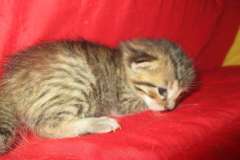 Yuri, Savannah, F-7B, Male Brown spotted DOB 3-12-18