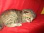 Yuri, Savannah, F-7B, Male Brown spotted DOB 3-12-18