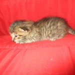 Yuri, Savannah, F-7B, BST, Male DOB 3-12-18