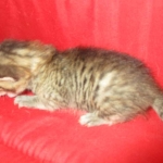 Yuri, Savannah, F-7B, BST, Male DOB 3-12-18