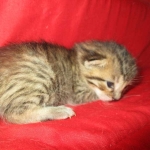 Yuri, Savannah, F-7B, BST, Male DOB 3-12-18