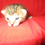 Yuri, Savannah, F-7B, BST, Male DOB 3-12-18