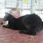 Zeva, F-2B, Black on Black, Savannah, Female, DOB 7-9-16