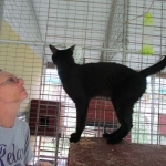 Zeva, F-2B, Black on Black, Savannah, Female, DOB 7-9-16