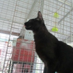 Zeva, F-2B, Black on Black, Savannah, Female, DOB 7-9-16