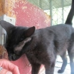 Zeva, F-2B, Black on Black, Savannah, Female, DOB 7-9-16