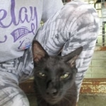 Zeva, F-2B, Black on Black, Savannah, Female, DOB 7-9-16