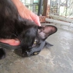 Zeva, F-2B, Black on Black, Savannah, Female, DOB 7-9-16