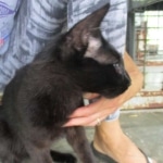 Zeva, F-2B, Black on Black, Savannah, Female, DOB 7-9-16