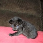 F-2B, Black on Black, Savannah, Female, DOB 7-9-16