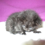 F-2B, Black on Black, Savannah, Female, DOB 7-9-16