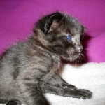 F-2B, Black on Black, Savannah, Female, DOB 7-9-16