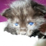 F-2B, Black on Black, Savannah, Female, DOB 7-9-16