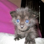 F-2B, Black on Black, Savannah, Female, DOB 7-9-16