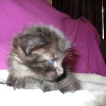 F-2B, Black on Black, Savannah, Female, DOB 7-9-16