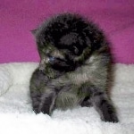 F-2B, Black on Black, Savannah, Female, DOB 7-9-16