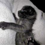 F-2B, Black on Black, Savannah, Female, DOB 7-9-16