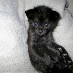 F-2B, Black on Black, Savannah, Female, DOB 7-9-16