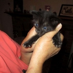 F-2B, Black on Black, Savannah, Female, DOB 7-9-16