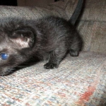 F-2B, Black on Black, Savannah, Female, DOB 7-9-16