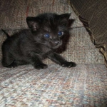 F-2B, Black on Black, Savannah, Female, DOB 7-9-16