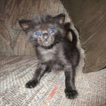 F-2B, Black on Black, Savannah, Female, DOB 7-9-16