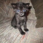 F-2B, Black on Black, Savannah, Female, DOB 7-9-16