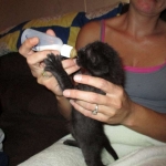 F-2B, Black on Black, Savannah, Female, DOB 7-9-16