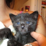 F-2B, Black on Black, Savannah, Female, DOB 7-9-16