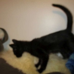 F-2B, Black on Black, Savannah, Female, DOB 7-9-16