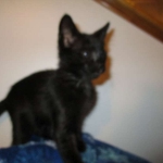 F-2B, Black on Black, Savannah, Female, DOB 7-9-16