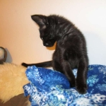 F-2B, Black on Black, Savannah, Female, DOB 7-9-16