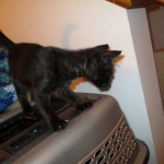 F-2B, Black on Black, Savannah, Female, DOB 7-9-16