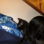 F-2B, Black on Black, Savannah, Female, DOB 7-9-16