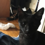 Zeva, F-2B, Black on Black, Savannah, Female, DOB 7-9-16