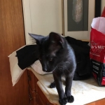 Zeva, F-2B, Black on Black, Savannah, Female, DOB 7-9-16