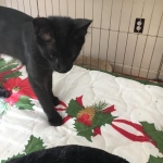 Zeva, F-2B, Black on Black, Savannah, Female, DOB 7-9-16