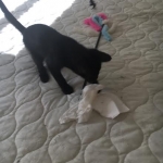 Zeva, F-2B, Black on Black, Savannah, Female, DOB 7-9-16