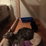 Zeva, F-2B, Black on Black, Savannah, Female, DOB 7-9-16