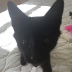 Zeva, F-2B, Black on Black, Savannah, Female, DOB 7-9-16